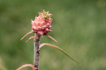 Ornamental miniature pineapple close-up
