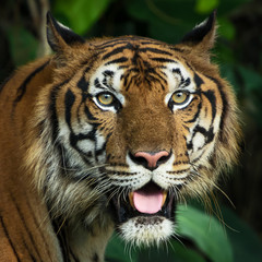 Obraz premium Photos of tiger naturally.