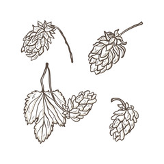 Beer Hops Vector Set. Common Hop or Humulus Lupulus Branch. Leaf and Cones