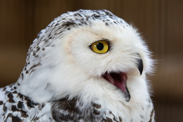 Snowy Owl