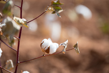 Close-up of a cotton plant at Spur, Texas