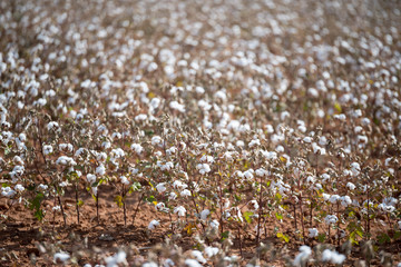 Close-up of a cotton farm at Spur, Texas