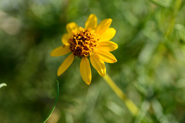 Close-up of beautiful yellow flower