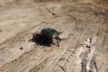 Green beetle on brown background front view close-up