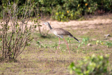 Ein Rotfußseriema in der Seitenansicht im Pantanal