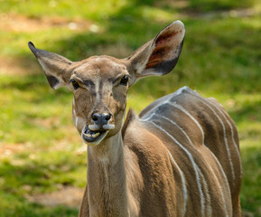front portrait of antelope kudu female chewing