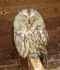 Ural owl (Strix uralensis) standing in booth