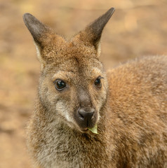 Naklejka na ściany i meble portrait of a kangaroo eating a leaf front