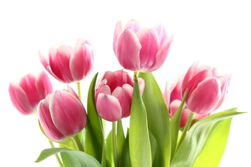 Obraz na płótnie Canvas Rose Tulips Bunch