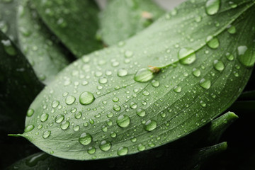 Water drops on green leaves, texture backgrond, close up