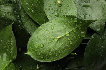 Water drops on green leaves, texture backgrond, close up