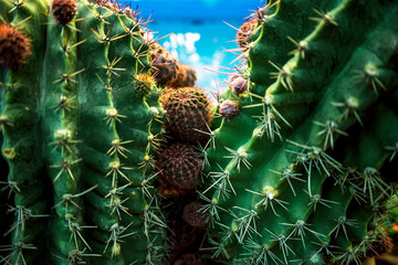 Big green with purple cactus by the pool with blue water. Close up.