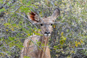 Kudus at etosha national park in Namibia, Africa