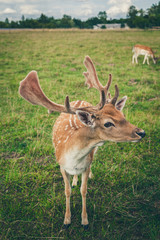 Naklejka na ściany i meble close-up beautiful fallow deer with big horns