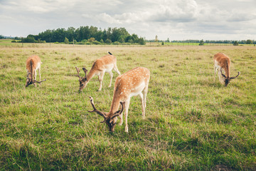 fallow deers eating grass in the field