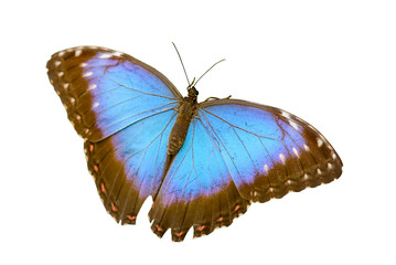 fluorescent bright blue morpho butterfly sitting isolated
