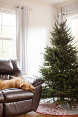 dog on couch next to christmas tree 03 - 310222072