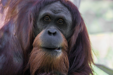 portrait of orangutan