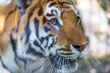 portrait of a tiger