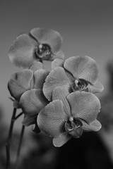 Fototapeta na wymiar prachtvolle Orchideenblüte Orchidaceae in schwarz weiß