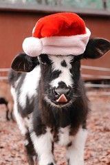 Holstein bull calf wearing a santa hat