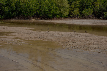Isla Blanca, a two-hour drive from Cancun, is breathtaking in its beauty. Its laid-back, casual vibe make it a quiet place to relax, eat, play, and absorb the peaceful lagoon and ocean views