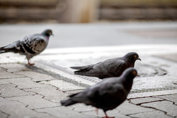 three city pigeons walking on the sidewalk
