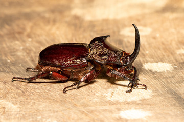 Ein Nashornkäfer in der Seitenansicht aus dem brasilianischen Mato Grosso