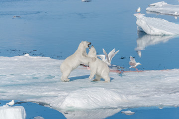 Two young wild polar bear cubs playing on pack ice in Arctic sea, north of Svalbard © Alexey Seafarer