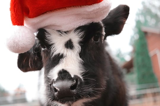 calf wearing santa hat