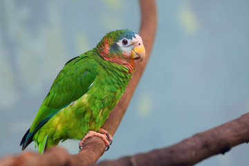 The yellow-billed amazon, also called the Jamaican amazon, (Amazona collaria) sitting on the branch with green backgound.