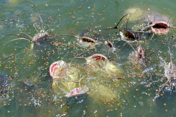 Big catfish with open mouths catch food.