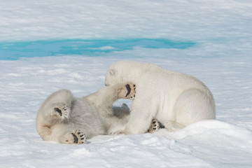 Two young wild polar bear cubs playing on pack ice in Arctic sea, north of Svalbard © Alexey Seafarer