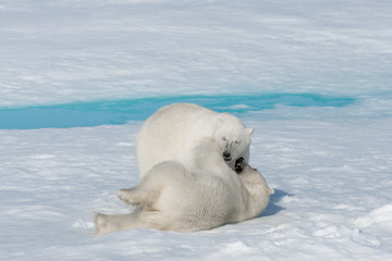 Two young wild polar bear cubs playing on pack ice in Arctic sea, north of Svalbard © Alexey Seafarer