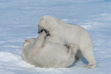 Two young wild polar bear cubs playing on pack ice in Arctic sea, north of Svalbard © Alexey Seafarer