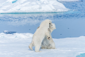 Two young wild polar bear cubs playing on pack ice in Arctic sea, north of Svalbard © Alexey Seafarer