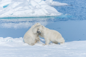 Two young wild polar bear cubs playing on pack ice in Arctic sea, north of Svalbard