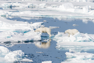 Fototapeta na wymiar Two young wild polar bear cubs jumping across ice floes on pack ice in Arctic sea, north of Svalbard
