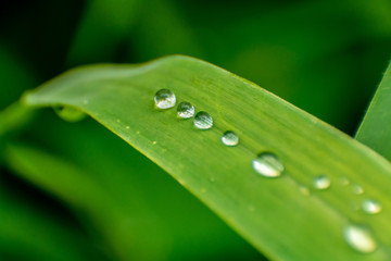 lined drops on grass