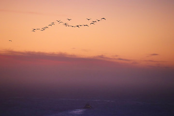 Sunset birds, California