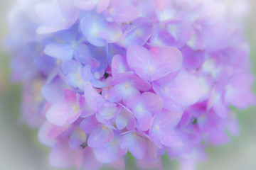 Close up blooming violet hydrangea  flower on blur green leaf background 