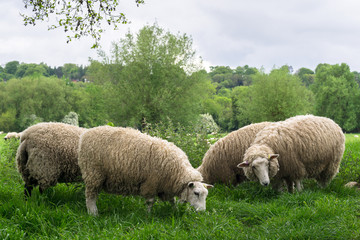 Sheeps grazing in the medow next to Salisbury Cathedral