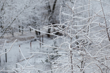 Beautiful magical thin branches of a cherry tree, covered with an even layer of white fluffy snow, on a cloudy winter frosty day