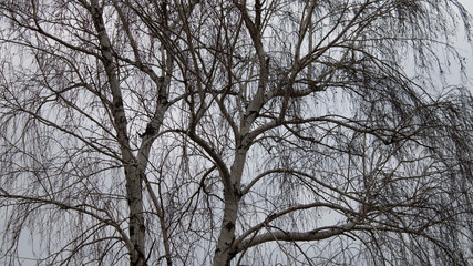 Birch tree against grey sky. Tree background.