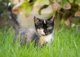 Katzenbaby im Gras