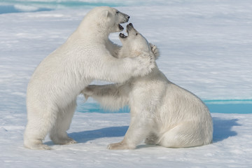 Two young wild polar bear cubs playing on pack ice in Arctic sea, north of Svalbard