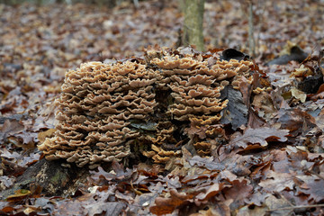 Inedible mushroom Trametes versicolor in the floodplain forest. Known as turkey tail. Wild mushroom growing on the stump of deciduous tree.