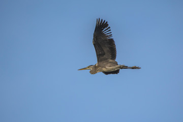 Graureiher im Flug