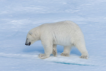 Naklejka na ściany i meble Wild polar bear cub on pack ice in Arctic sea close up