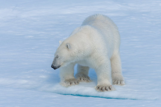 Wild polar bear cub on pack ice in Arctic sea close up